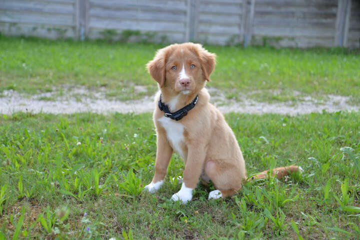 petlando Mesh Halsband